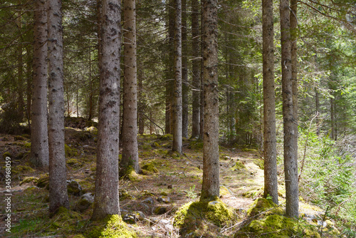 bosco foresta trentino alberi abeti muschio 