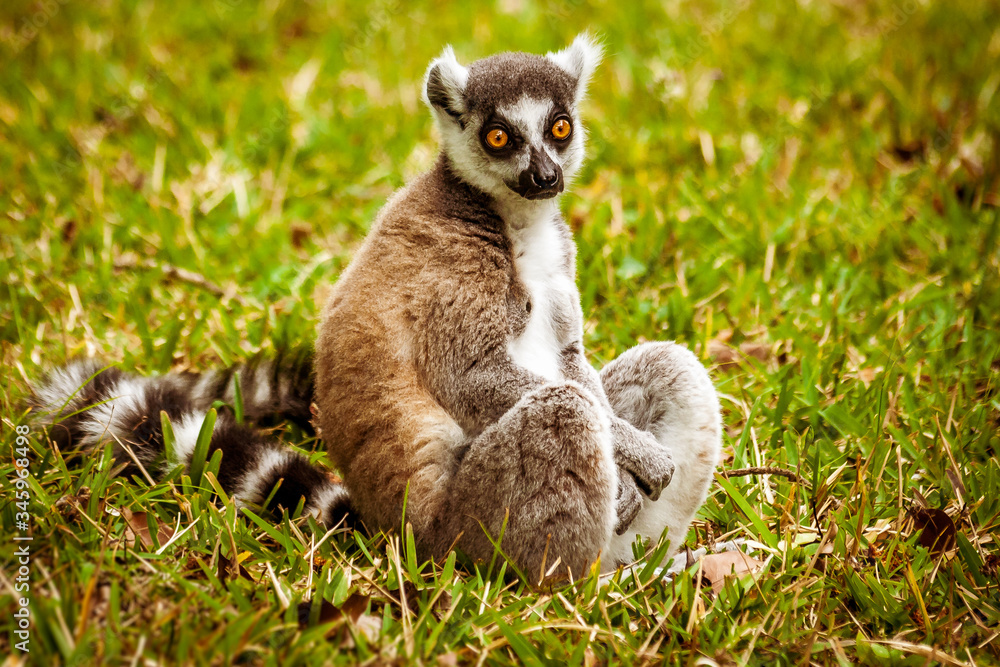 Male Lemur Catta