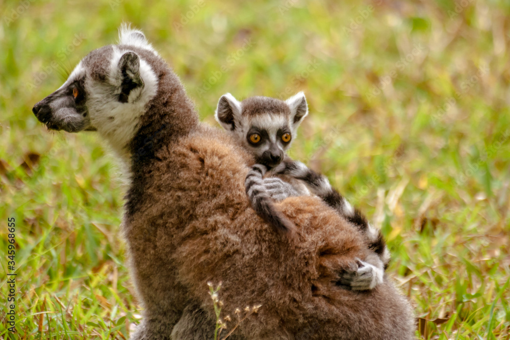 Mom and child Lemurs Catta