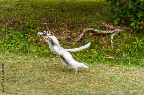 Sifaka lemur