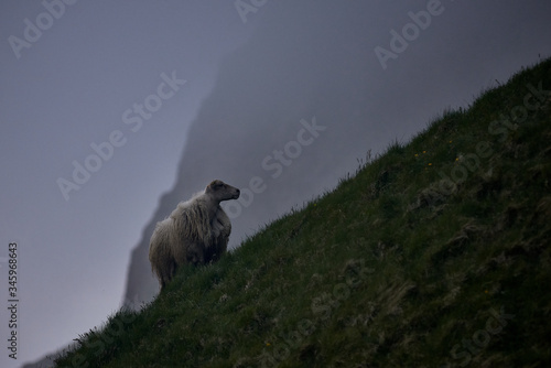 Typical Icelandic sheep on meadow in Iceland