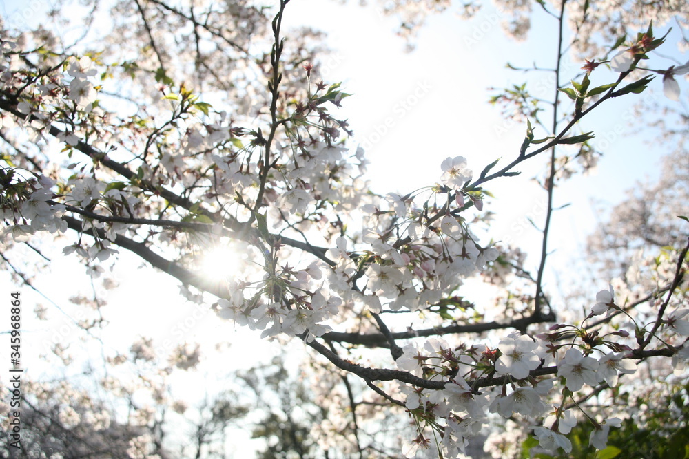 早朝の日差しを受ける山崎川の桜の花 早朝の日差しを受ける山崎川の桜の花