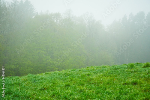 Misty morning in the forest