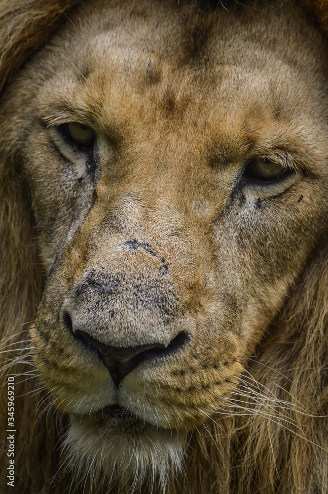 Fototapeta premium Majestic lion close up portrait