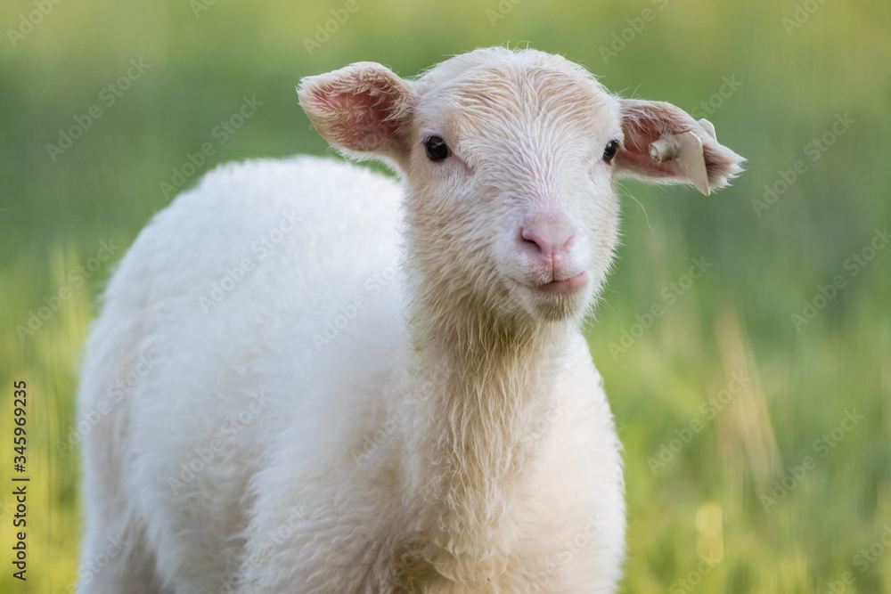 Fototapeta premium Small adorable young white lambs in green grass at dawn soft light on New Jersey farm