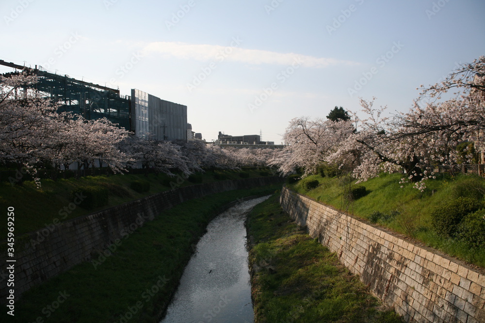 早朝の山崎川、満開の桜
