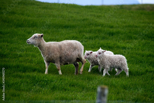 Sheep and lambs on meadow in Iceland