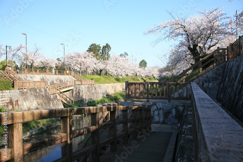 早朝のウッドデッキに臨む山崎川の桜 © kutakaf