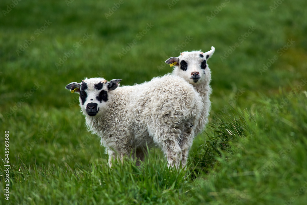 Portrrait of lambs on meadow in Iceland Portrrait of lambs on meadow in Iceland