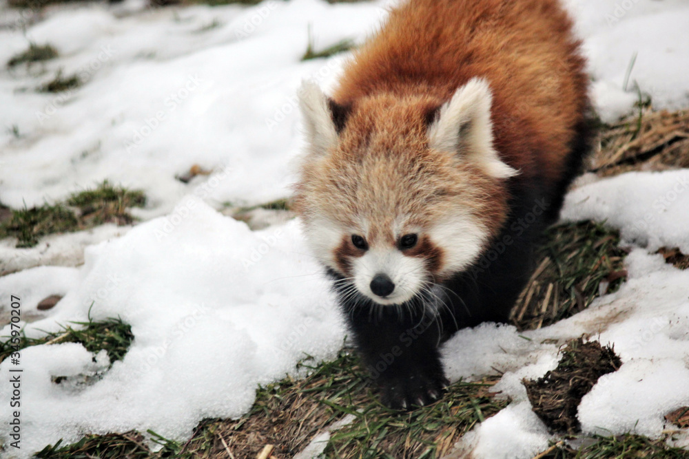Fototapeta premium red panda is and endangered mammal animal from South China and East Himalayas 