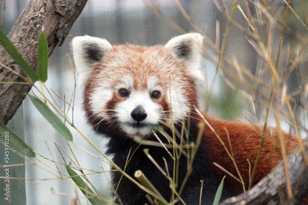 red panda is and endangered mammal animal from South China and East Himalayas red panda is and endangered mammal animal from South China and East Himalayas