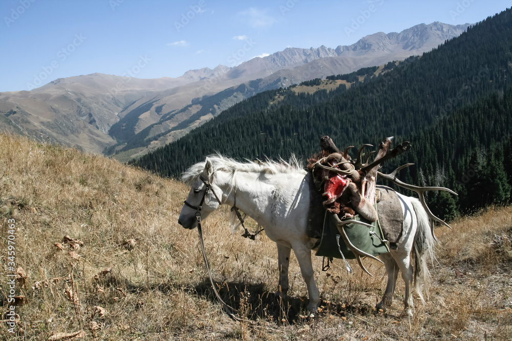 Hunting horse loaded with maral trophy after hunting in the mountains Hunting horse loaded with maral trophy after hunting in the mountains