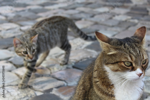 Due gatti in un borgo di città © Mattia Golinucci