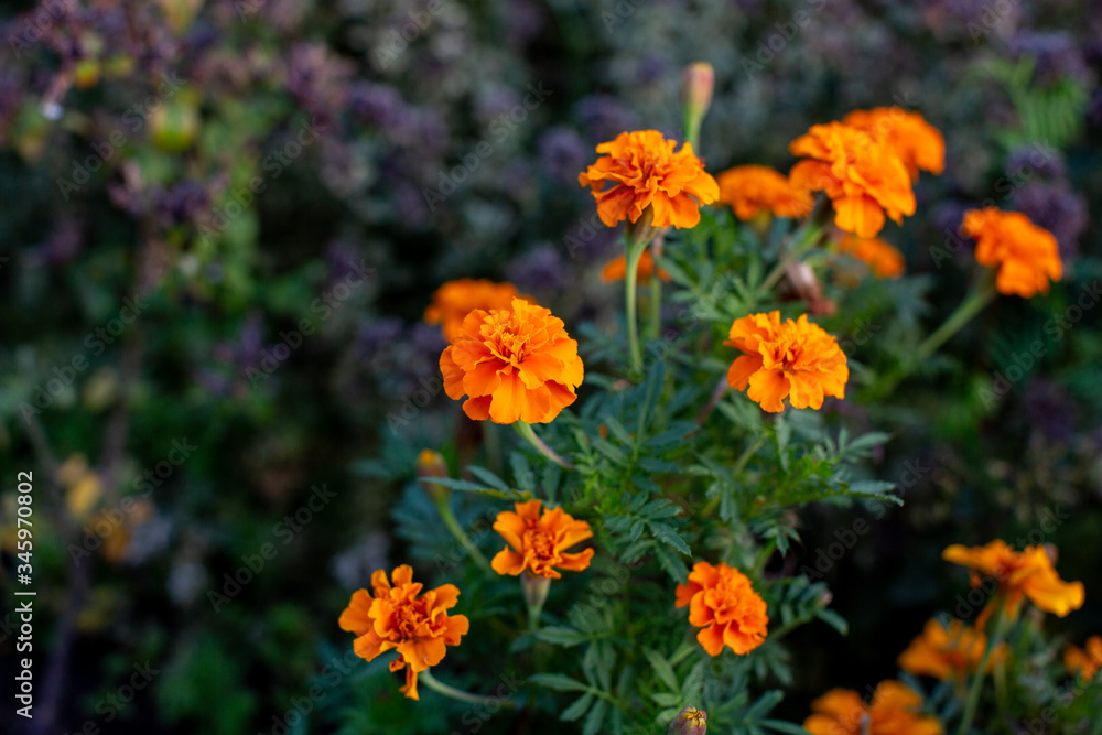 orange flowers in the garden orange flowers in the garden