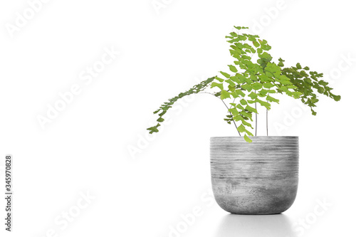Adiantum raddianum plant in flower pot isolated on white photo
