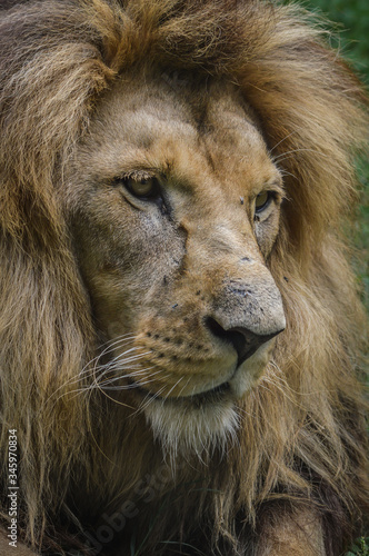 Majestic lion close up portrait