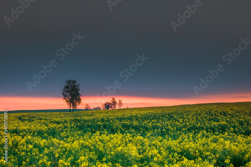 Fototapeta Naklejka Na Ścianę i Meble -  Wiosenne Pola Rzepaku o Świcie -Warmia Polska 
