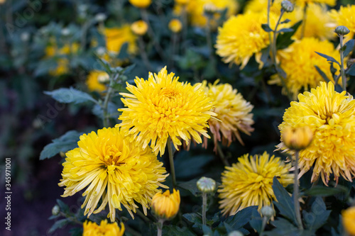 yellow flowers in the garden