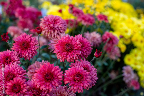 pink and yellow flowers