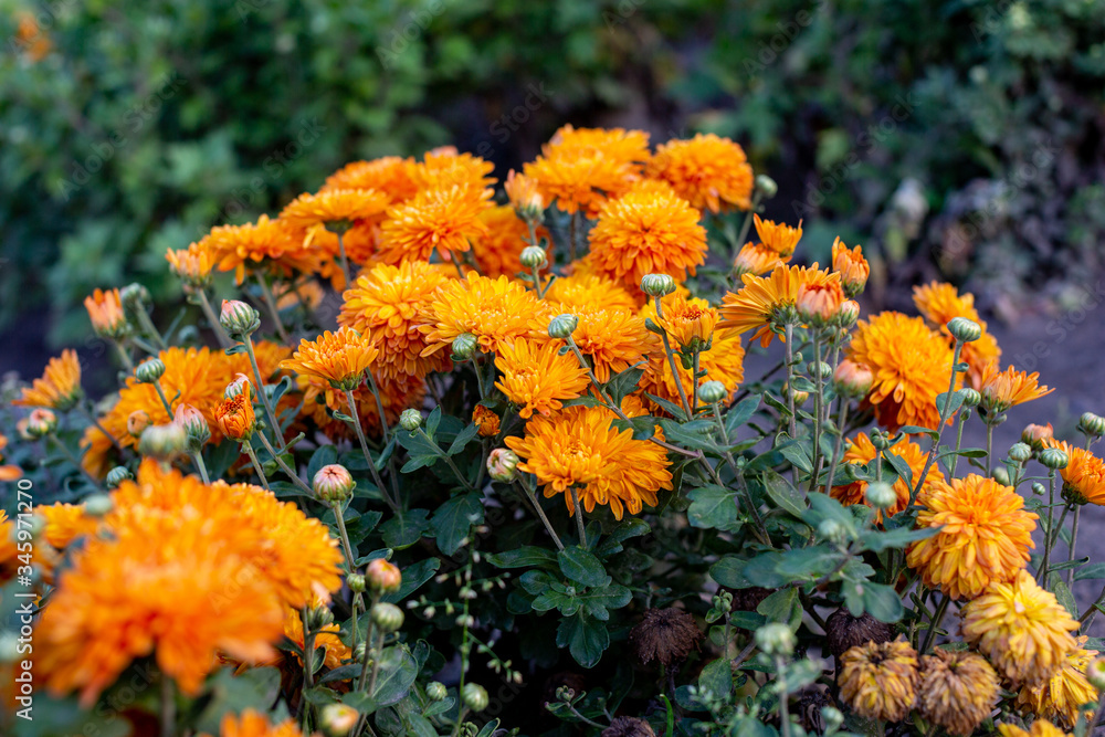 orange flowers in the garden