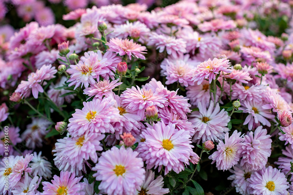 pink and white flowers pink and white flowers