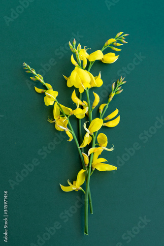 Yellow blossom gorse on the green-blue background, flat lay floral themes photo