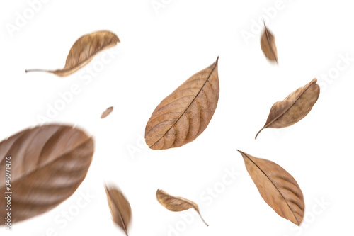 Foto dry leaves flying on white background,motion blur