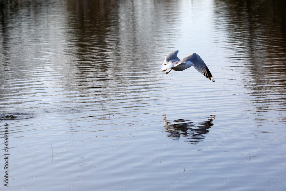 Seagull Seagull