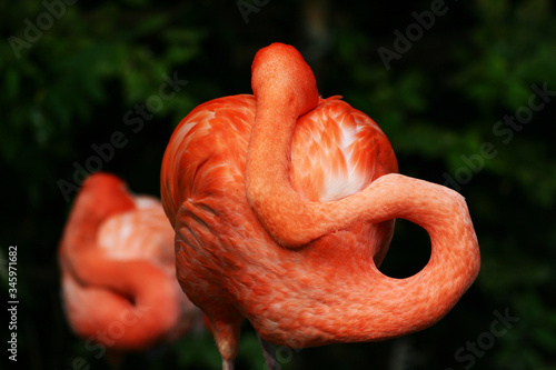 pink flamingo in the garden
