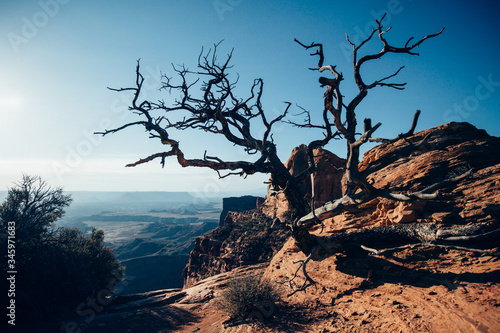 dead tree in the desert