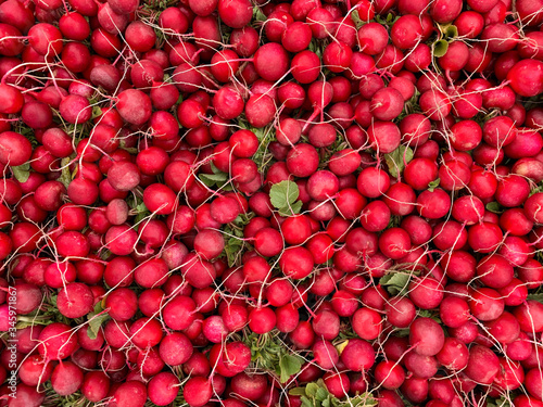 Bunch of radishes. Freshly harvested, purple colorful radish. Growing radish. Growing vegetables. Healthy food background. European radishes (Raphanus sativus)
