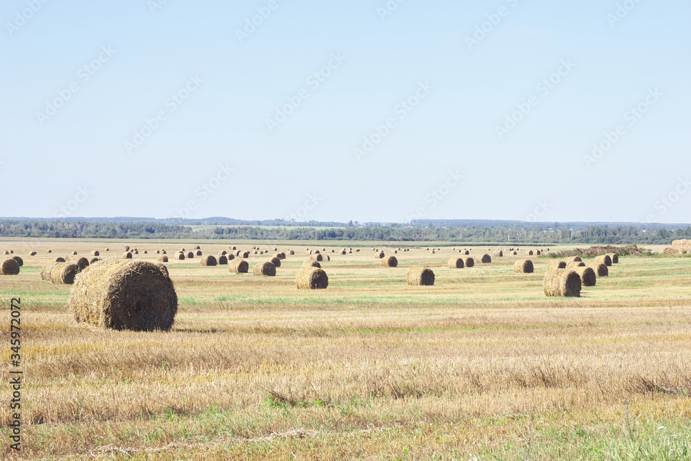 Fototapeta premium Cereal field reaped at harvest time with many reels of straw on the background of wild nature, copy space, agriculture nas seasonal concept