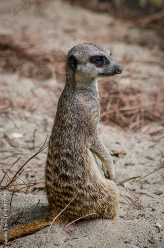 Cute Meerkat standing up on the sand and watching around - Suricata suricatta © sebastianosecondi