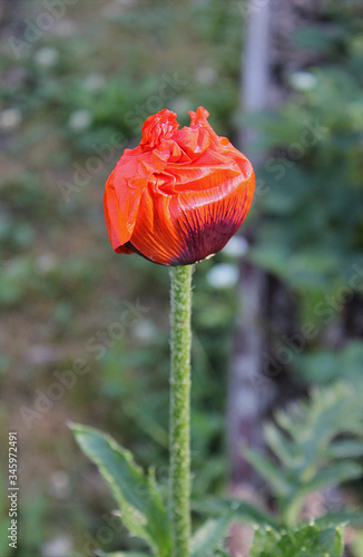 Red poppy not yet blossoming on a thick stalk on a green background