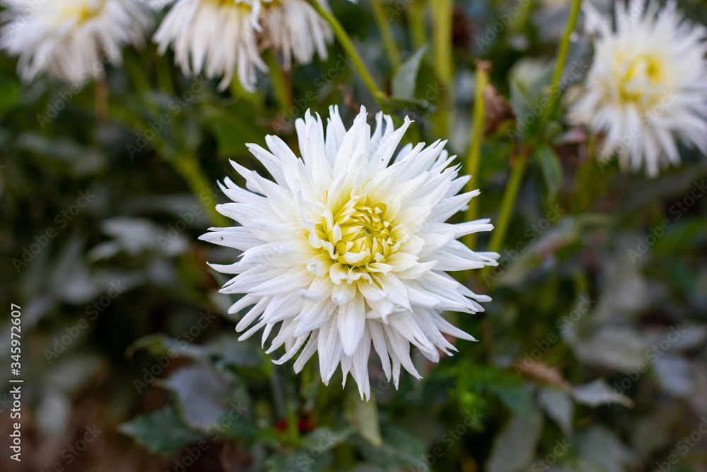 Obraz premium close up of white daisy
