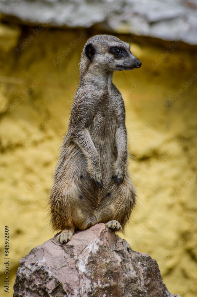 Fototapeta premium Cute Meerkat standing up on a rock and looking around - Suricata suricatta