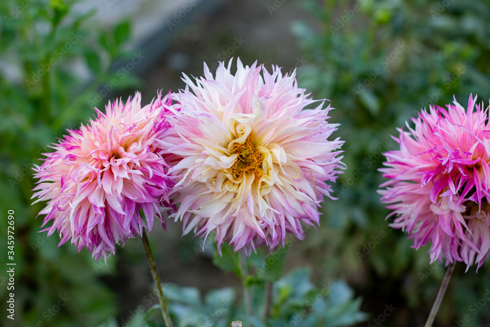 pink and yellow dahlia pink and yellow dahlia