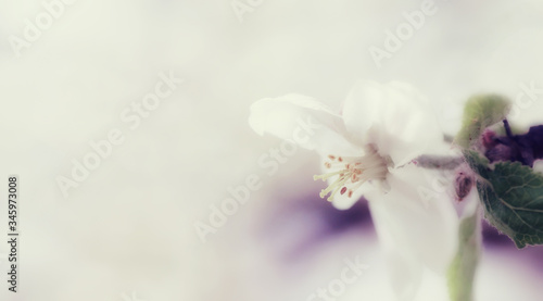Beautiful white apple flowers in spring 