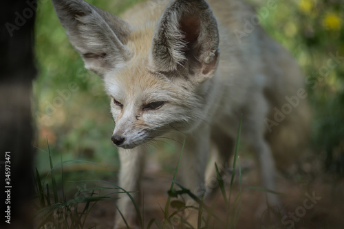 Portrait of a little Fennec fox standing in the grass (Vulpes zerda). Wild life animal. © sebastianosecondi