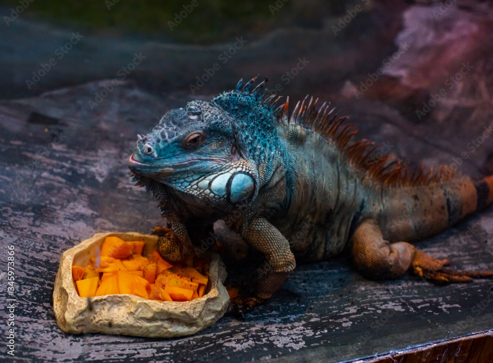 Fototapeta premium iguana in the zoo