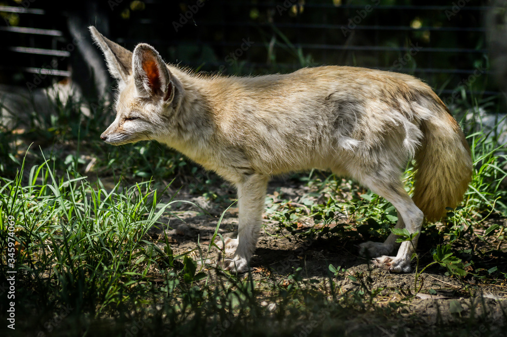 Obraz premium Photo of a little Fennec fox standing in the grass in a ray of light. (Vulpes zerda). Wild life animal.