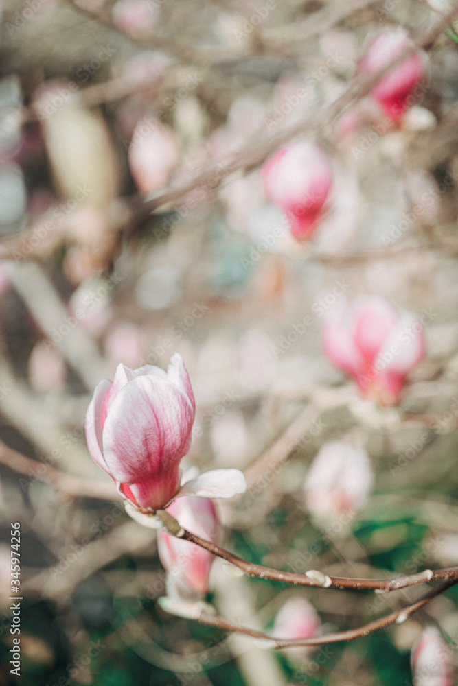 pink magnolia tree blossom pink magnolia tree blossom