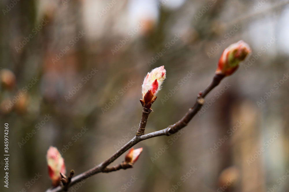 buds on a tree. spring beauty. nature buds on a tree. spring beauty. nature