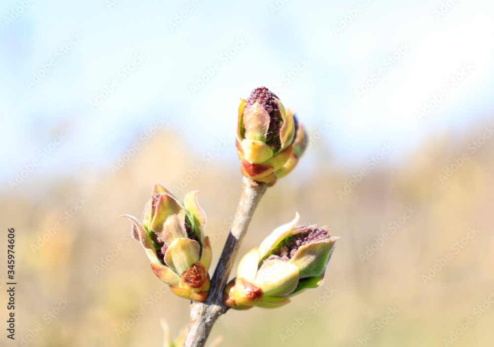 green buds on plants, buds on a branch, spring,
lilac buds green buds on plants, buds on a branch, spring,
lilac buds