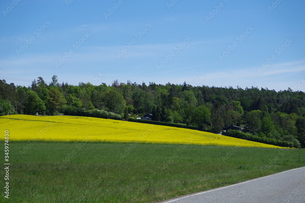 Obraz premium Rapslandschaft