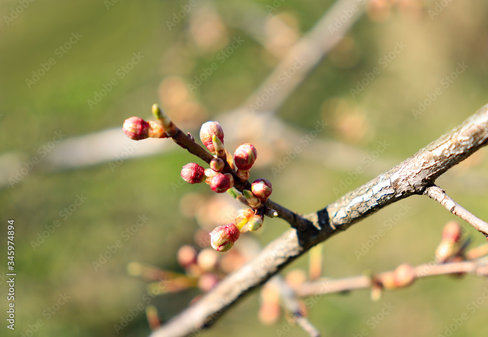 cherry plum blossoms on a tree, spring beauty cherry plum blossoms on a tree, spring beauty