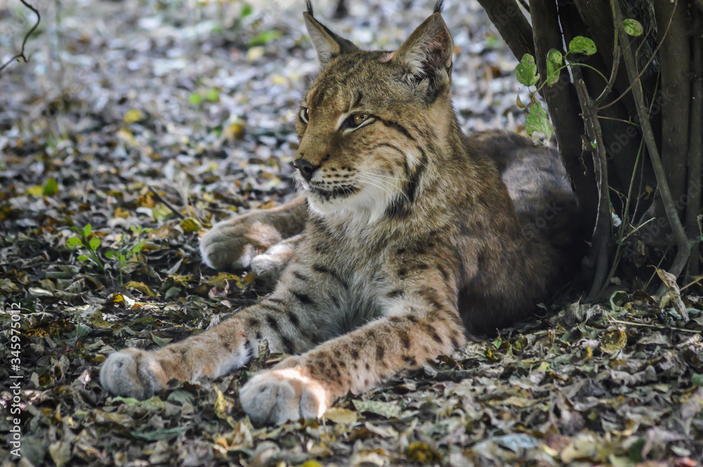 Portrait of a beautiful and majestic lynx resting on the shadow. Portrait of a beautiful and majestic lynx resting on the shadow.