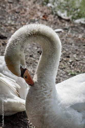 Close up portrait of a white swan in the pond of a lake.