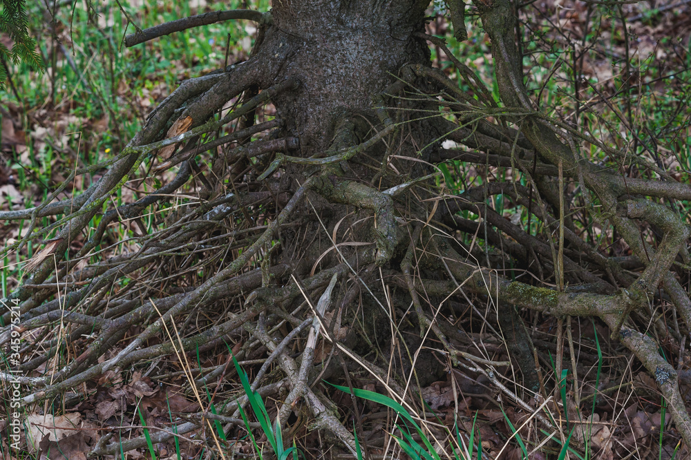tangled and dry spruce root system tangled and dry spruce root system