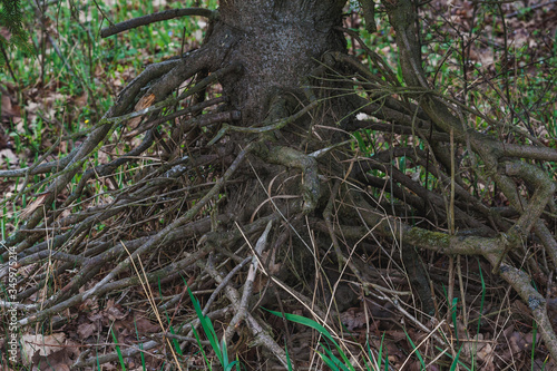 tangled and dry spruce root system